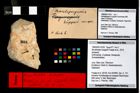 Foto (Objekt + Etikett) von Munitheites kuepperi (Fraaije et al., 2019)  (NHMW-GEO-1990-0041-3235)